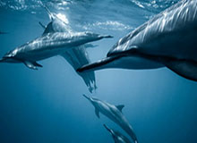 开云下载-半场戴帽，巴尔韦德当选本周欧冠最佳球员